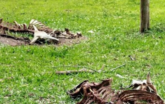 São João do Oeste debate alterações no programa de recolha de carcaças