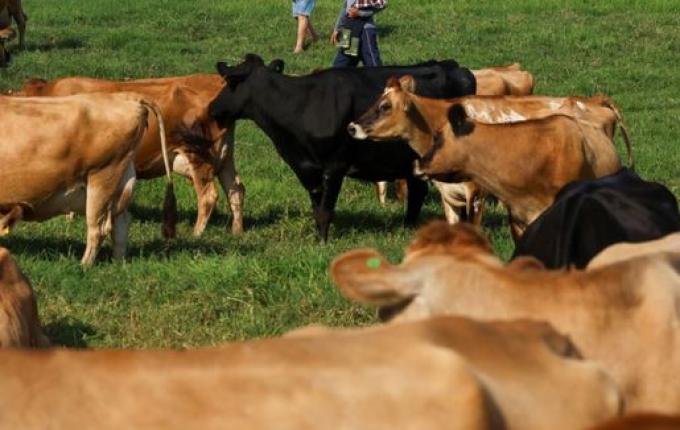 SC pagará até R$ 40 mil para incentivar projetos de produtores de leite