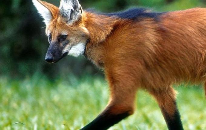 Banco Central anuncia que lançará cédula de R$ 200 com lobo-guará