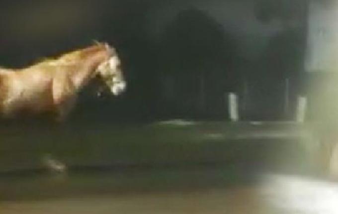 VÍDEO: Cavalo é flagrado correndo na contramão na Willy Barth em SMOeste