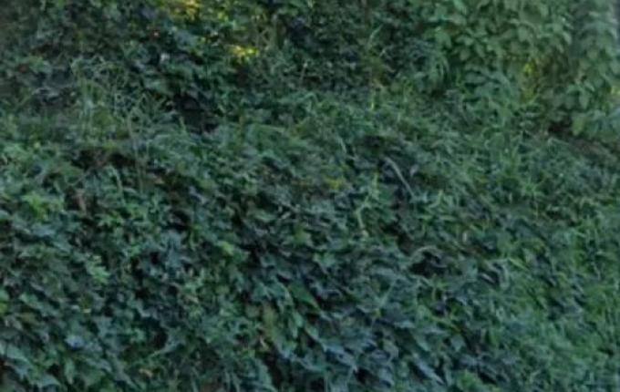 Bebê é encontrado dentro de sacola plástica em área de mata no Alto Vale de SC