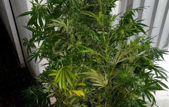 Polícia prende casal por tráfico de drogas em Paraíso