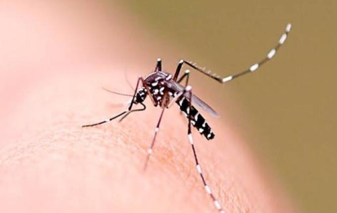 São Miguel do Oeste confirma primeiros casos de dengue em 2025