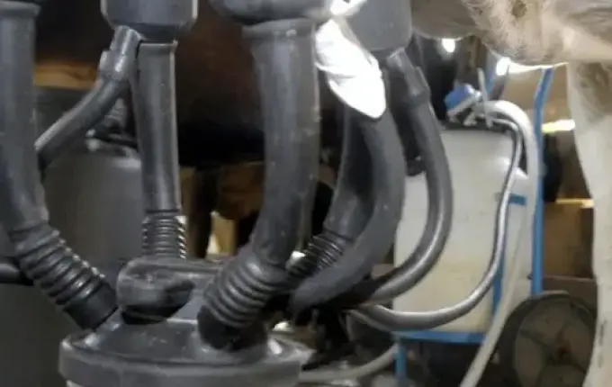 Preço do leite aumenta pelo sétimo mês seguido em Santa Catarina