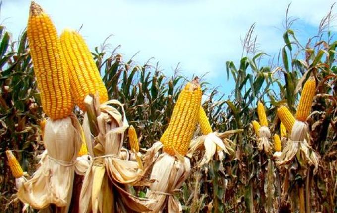 Epagri prevê perda de R$ 75 milhões na agricultura devido a seca