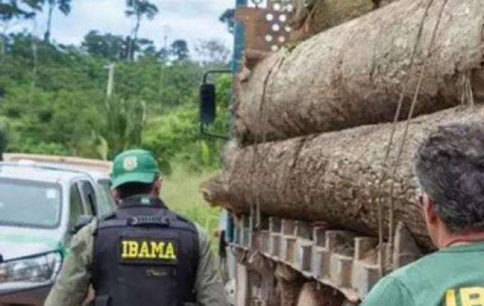 Exploração de madeira ilegal no Amazonas cresce e chega a 62%