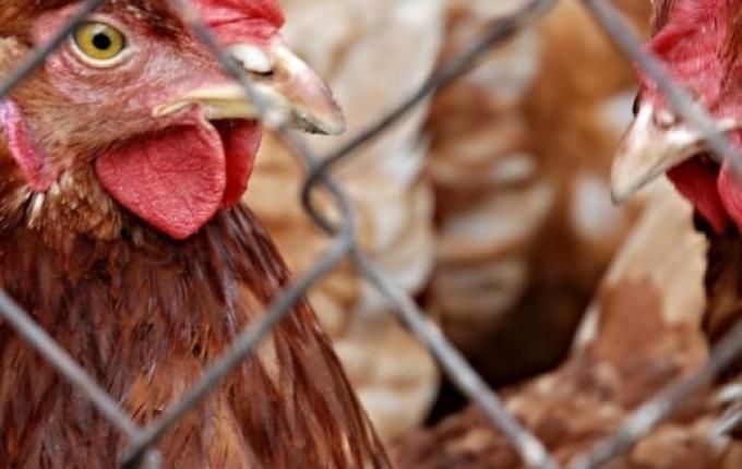 Trabalhador de granja no RS é isolado após possível infecção por gripe aviária