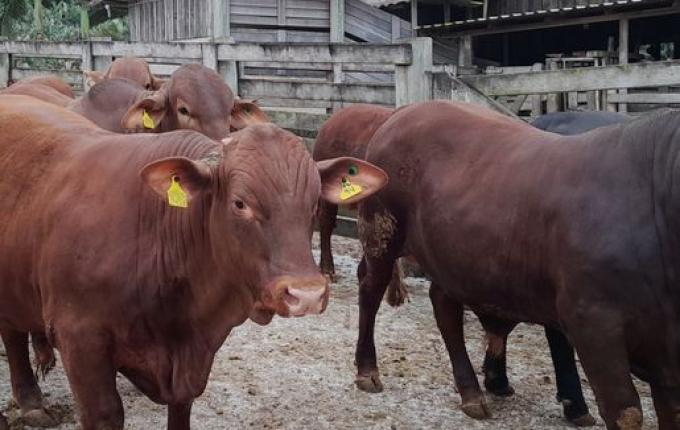 Programa Novilho Precoce aumenta produtividade de carne bovina no Estado