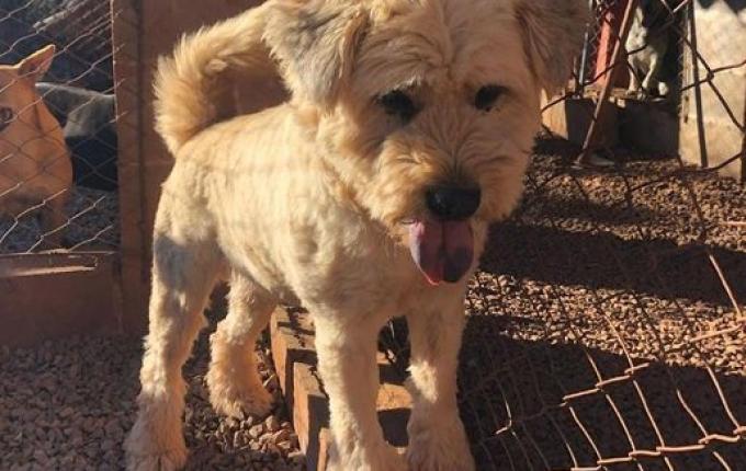 Ong Amigo Bicho anuncia superlotação e suspende recolha de animais