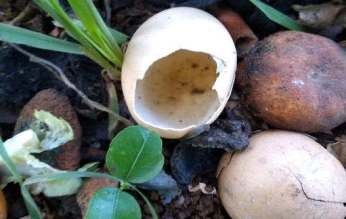 Tunápolis confirma primeiro caso de dengue no ano