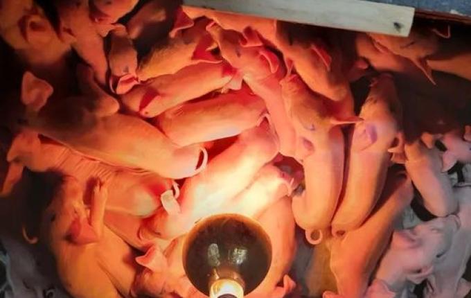 Porca que deu à luz 41 leitões em SC recebe ajuda de outras leitoas para amamentar filhotes