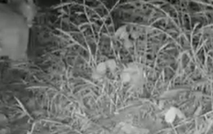 Onça-parda é flagrada por armadilha fotográfica no Oeste de SC; Assista