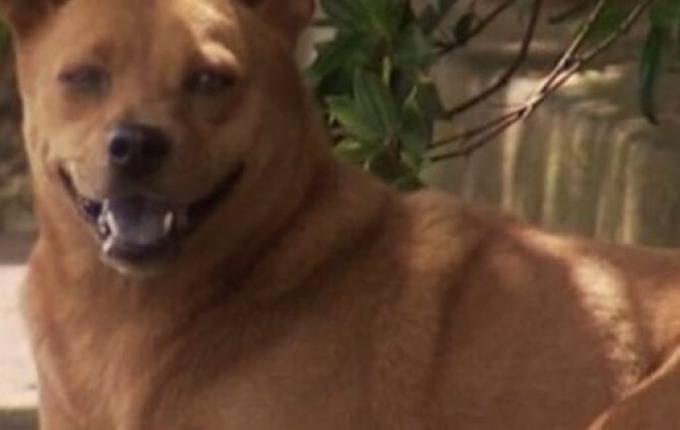 Casos de maus-tratos a animais em SC passam de 5 mil e já superam total de 2024