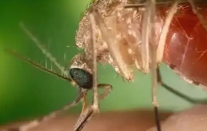 Brasil registra quase 3 mil casos de Oropouche em 2025