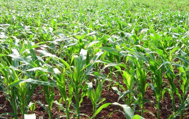 Agrônomo aponta incertezas para o plantio de milho