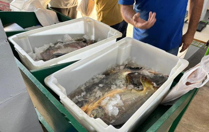 Feira do Peixe de SMO movimenta público e projeta venda recorde de até 6 toneladas