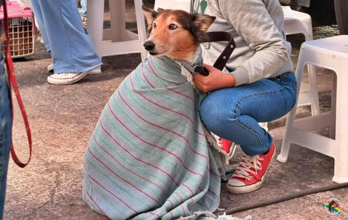 São Miguel do Oeste realiza segunda etapa de mutirão gratuito de castração de cães e gatos