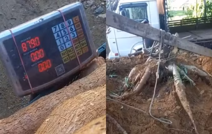 Família organiza 'força-tarefa' para colher pé de mandioca gigante de 84 kg em SC