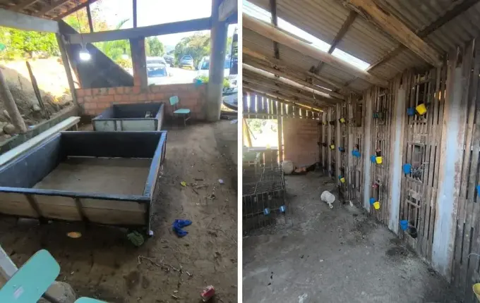 PM encontra 68 galos em local usado para rinhas e apreende R$ 12,5 mil em SC