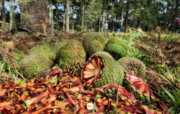 Safra de pinhão deve cair 32% em SC e pode impactar preços em 2026