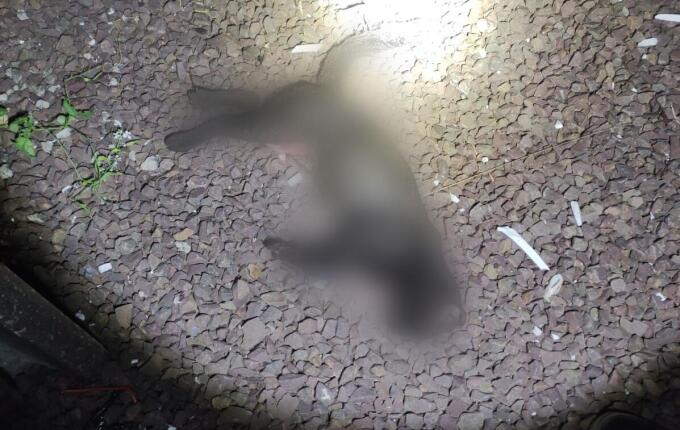 Invasão de gato causa queda de energia em São Miguel do Oeste