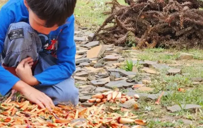 Queda de 35% no pinhão preocupa agricultores e revela efeito do clima em SC