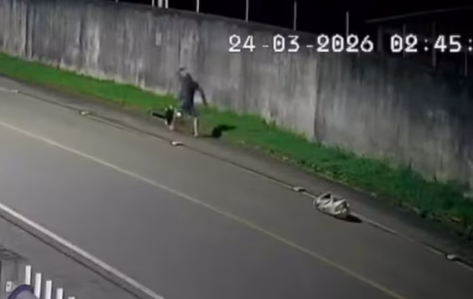 VÍDEO flagra homem atacando tamanduá com pauladas em rua de SC