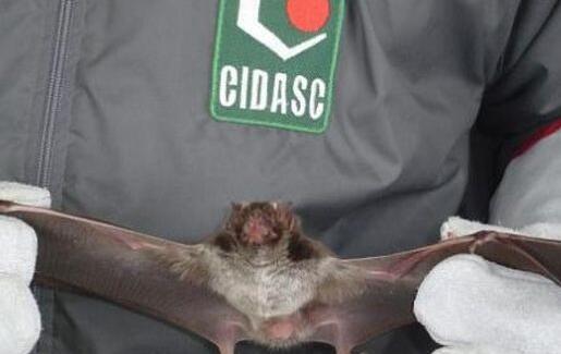 Cidasc confirma caso de raiva bovina no interior de Itapiranga