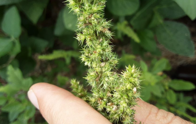 Cidasc confirma foco de caruru-gigante em Campo Erê e adota medidas para conter praga