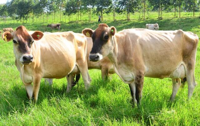 Epagri abre inscrições para o VI Fórum Oeste Catarinense do Leite
