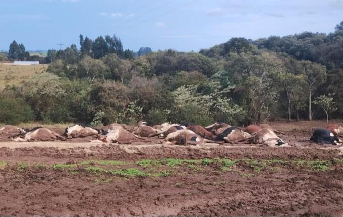 Cerca de 30 vacas morrem eletrocutadas após rompimento de fio de energia em Abelardo Luz