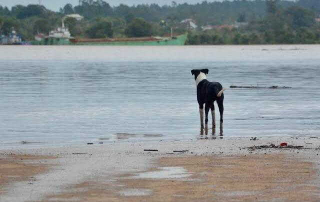 Câmara aprova suspensão da carteira de motorista de quem abandona animal