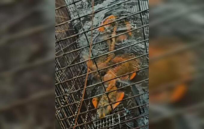 Polícia Militar Ambiental realiza operação contra pesca predatória em Itapiranga