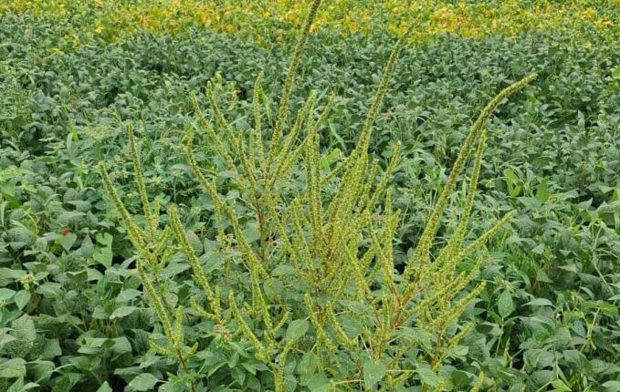 Presidente da Cidasc visita Campo Erê para vistoriar foco de caruru gigante