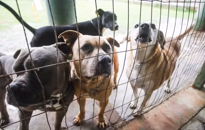 Cachorros vão para ‘psicólogo’ enquanto aguardam adoção em Florianópolis