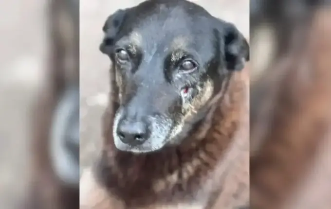 CCJ da Alesc aprova projeto que responsabiliza pais por maus-tratos a animais