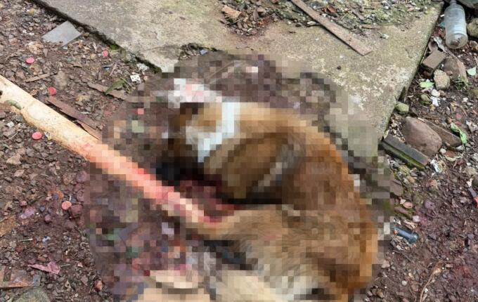 Mulher é presa após cachorro ser morto a machadadas em São Miguel do Oeste