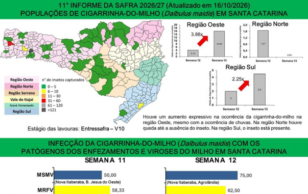 População de cigarrinhas-do-milho cresce quase 288% no Oeste de SC, aponta Epagri