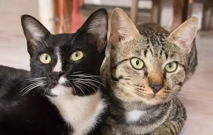 Resgate de 400 gatos em apartamento envolve até Ministério Público para acordo em SC