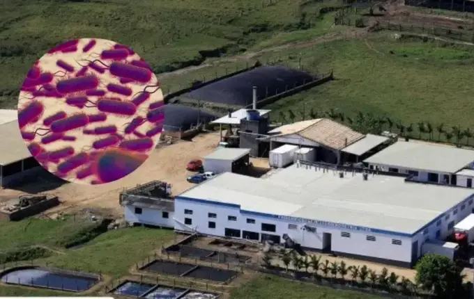 Lote de linguiça é recolhido após alerta sanitário para bactéria que pode causar infecção grave