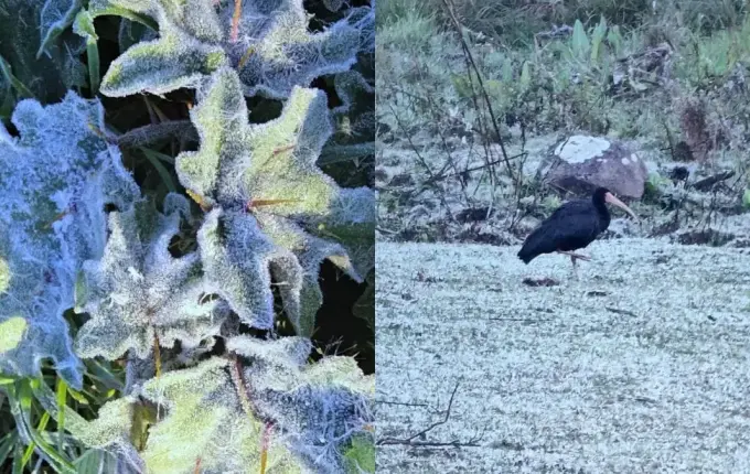 Geada “congela” plantas e transforma cenário na região mais fria do Brasil