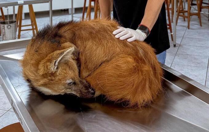 Dois lobos-guará morrem em menos de sete dias em Santa Catarina