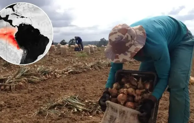 El Niño pode afetar produção agrícola e elevar preço dos alimentos em SC