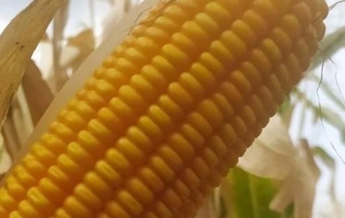 Curso sobre produção de sementes de milho será realizado em Mondaí