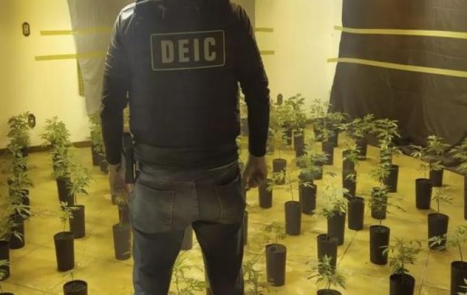 Polícia descobre plantação de supemaconha traficada pelo correio em SC