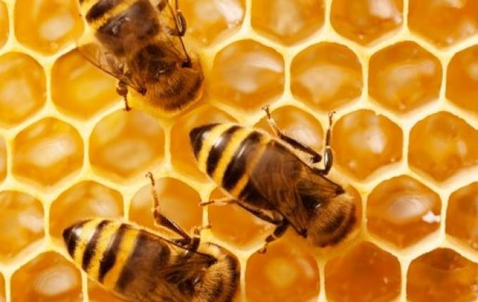 Apicultores buscam inovações no Congresso Sul Brasileiro em Blumenau