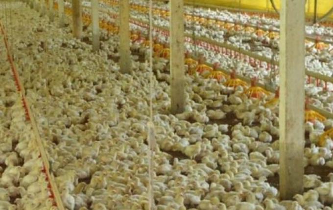 Suspeita de gripe aviária em humano no RS é descartada após exames