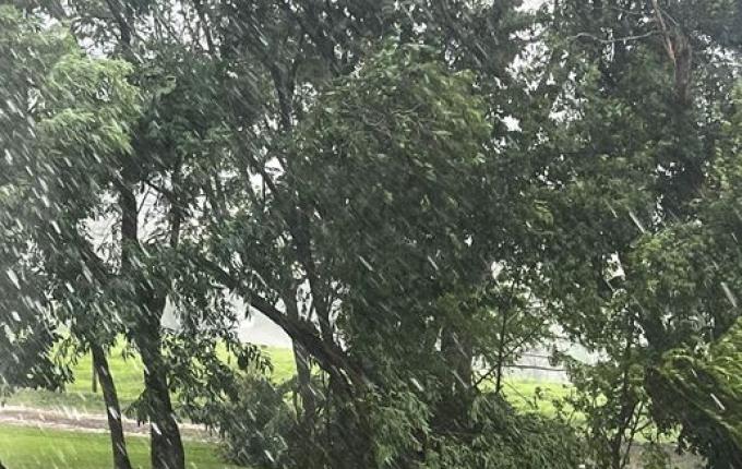 Chuva forte e ventania derrubam árvore e deixam moradores sem luz em SMO