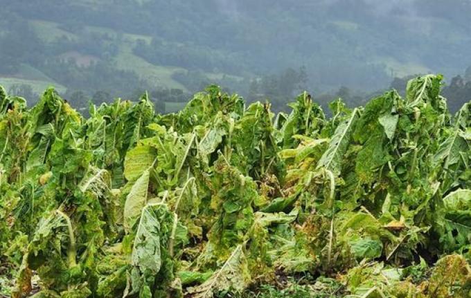 Temporal causa grandes prejuízos no interior de Itapiranga