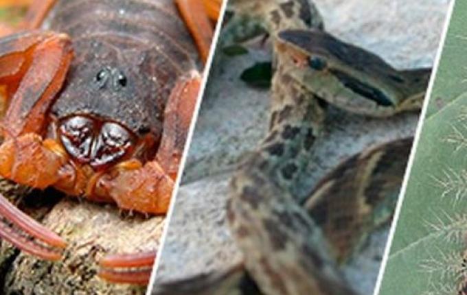 São Miguel soma 140 casos de acidentes com animais peçonhentos em 2024